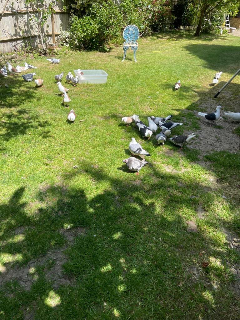 Racing pigeons for sale mixed colours