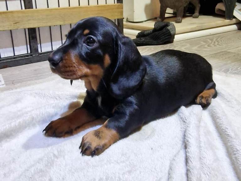 Show quality kc pra clear  miniature Dachshund 