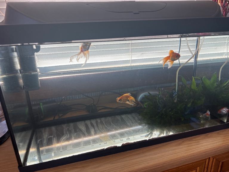 5 Goldfish 