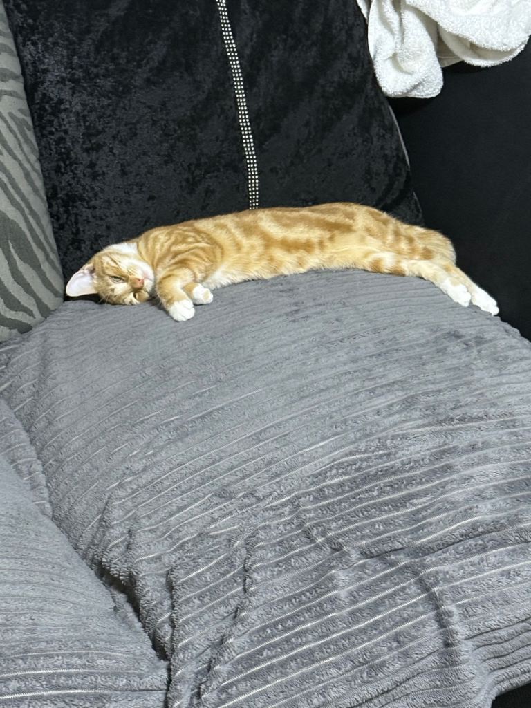 Four month old kitten 