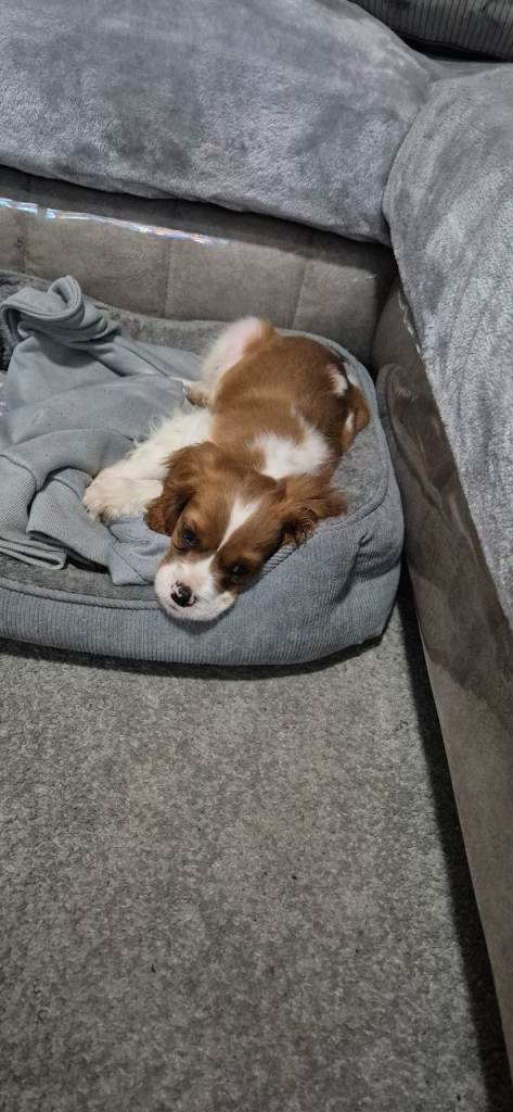 Cavalier king Charles puppy 