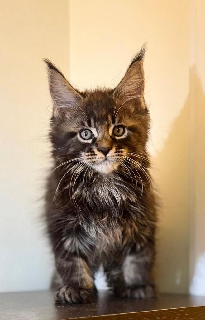 Beautiful purebred maine coon kittens