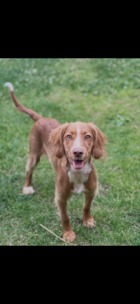 Beautiful 6-Month-Old Female Cocker spaniel