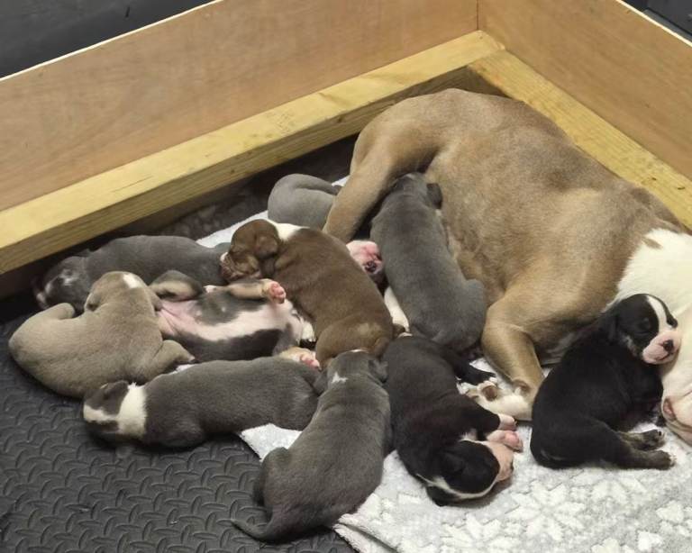 Old tyme bulldog pups