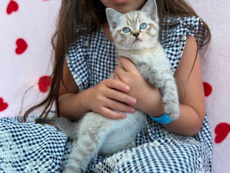 Adorable kittens for sale 