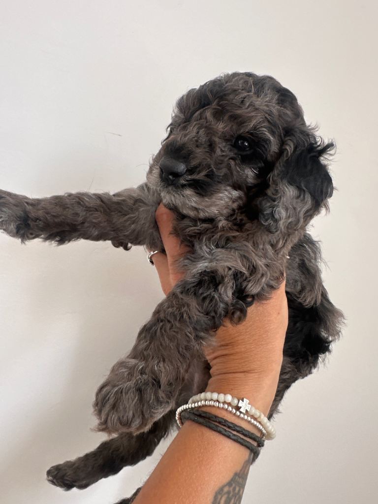doxiepoo pups 1x female 4x male 