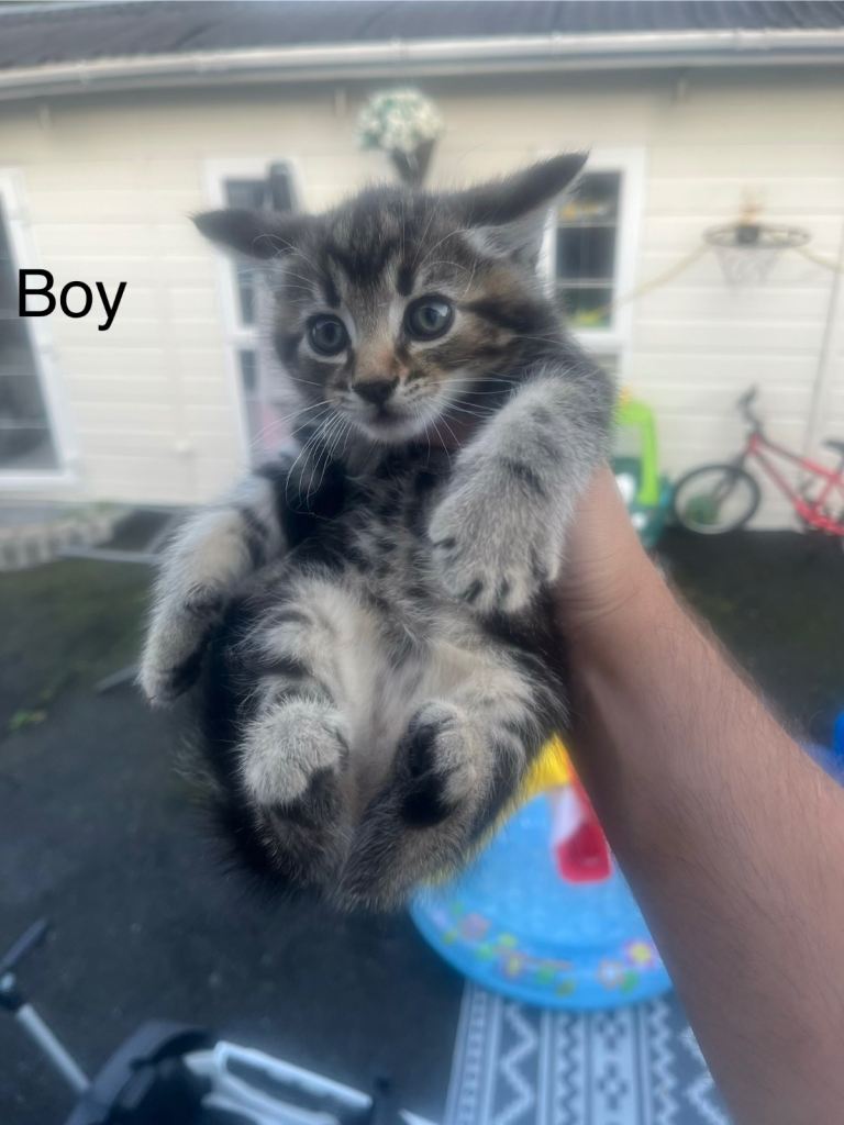 Kittens for sale 