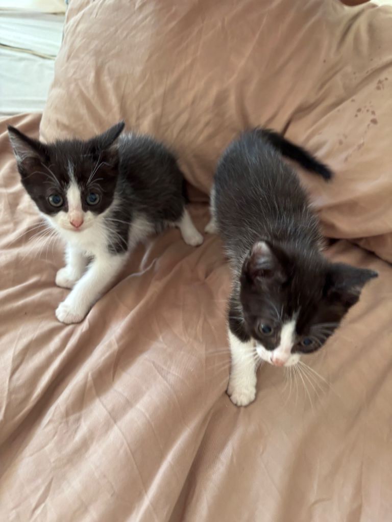 Ragdoll cross kittens 