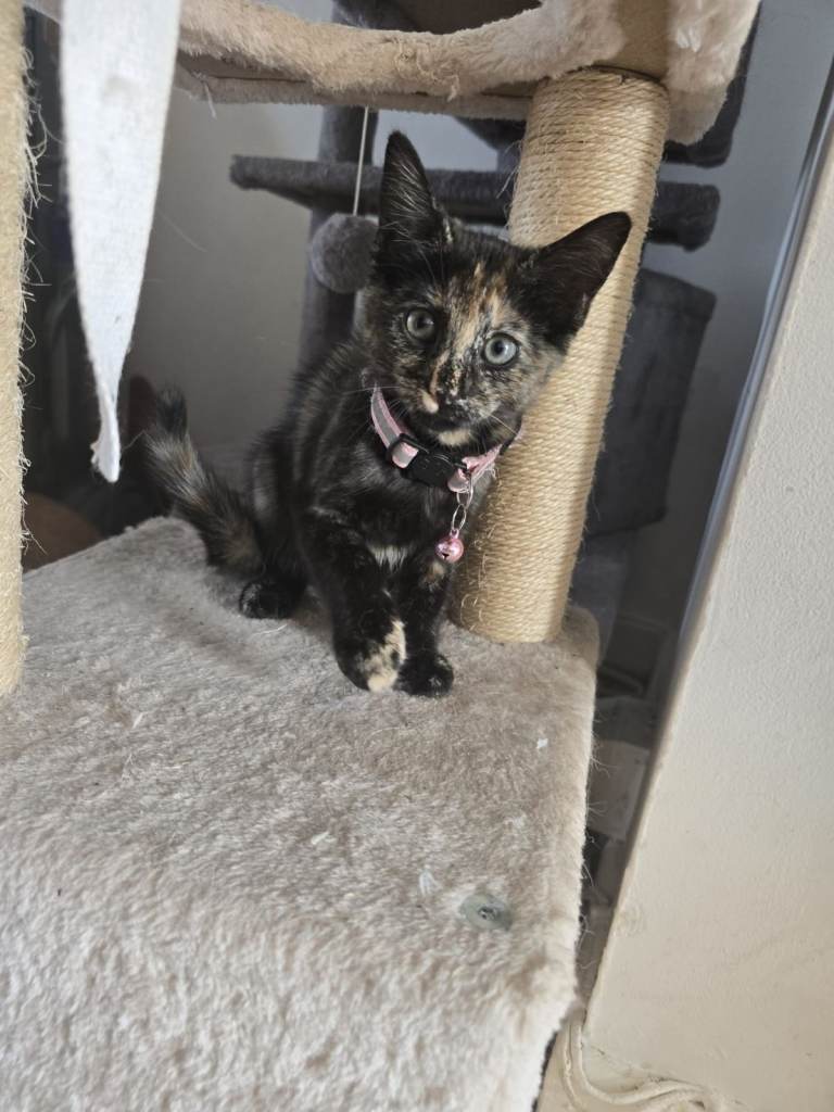 🐾 Beautiful Tortoiseshell Kitten – Raven