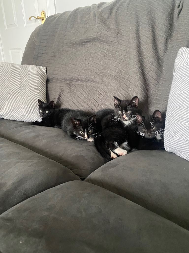 Black and white kittens