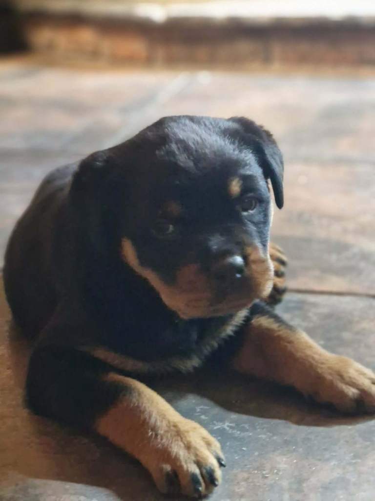 Rottweiler pups