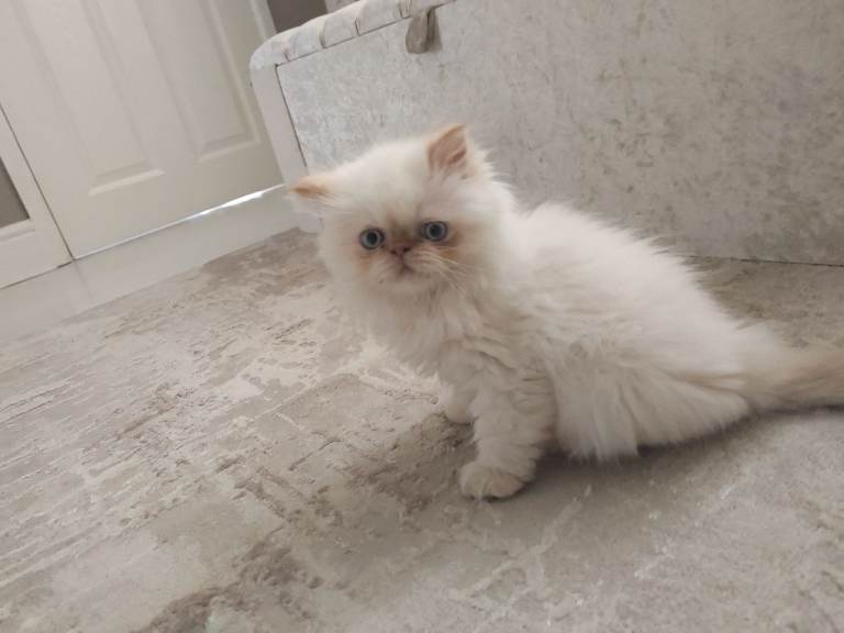 Persian colourpoint male