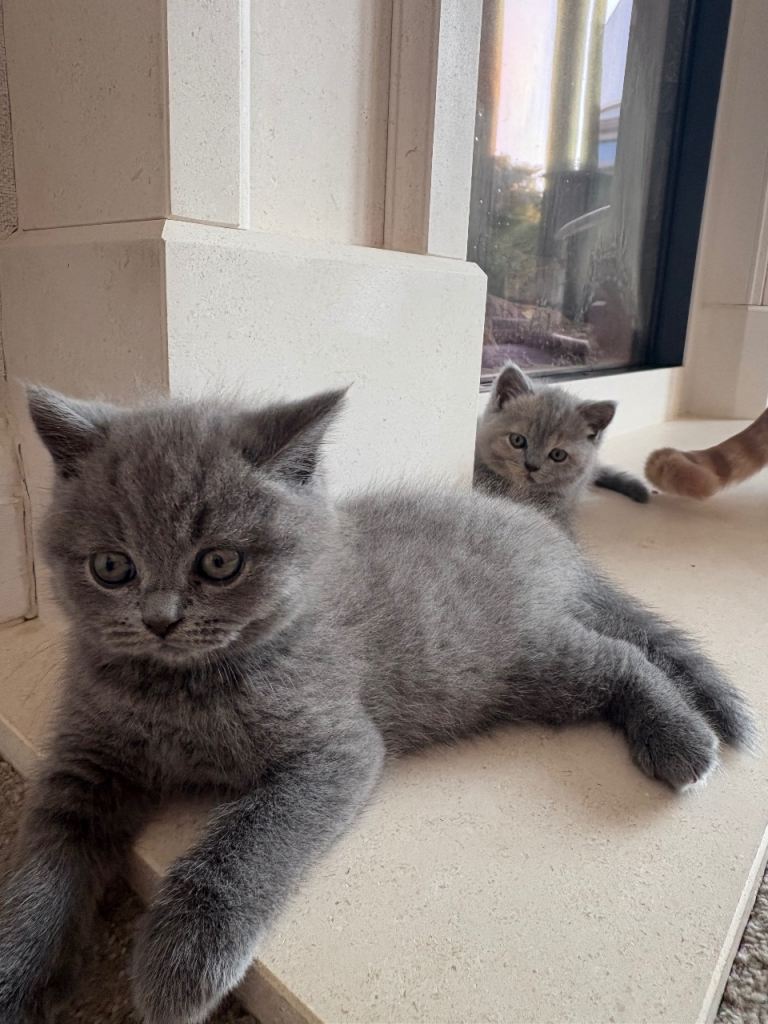 Pure British Shorthair Kittens