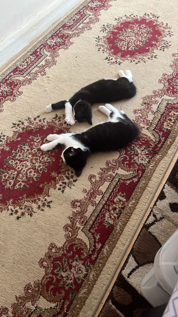 Sale 2 kittens in Edgware
