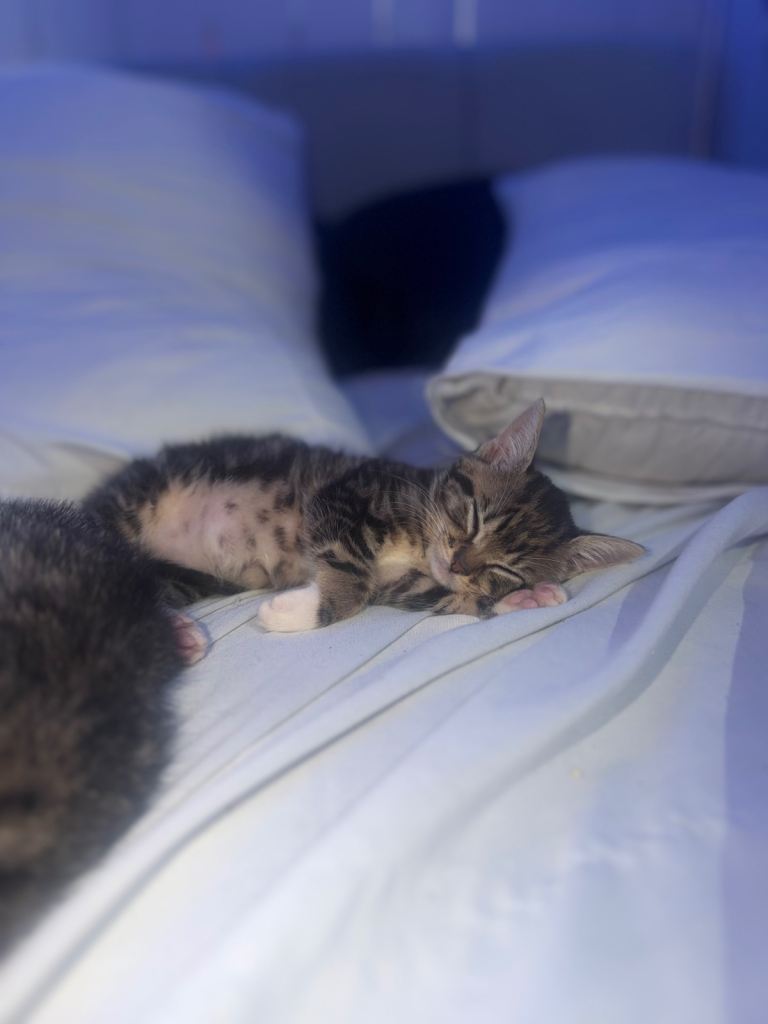 Tabby baby kitten 