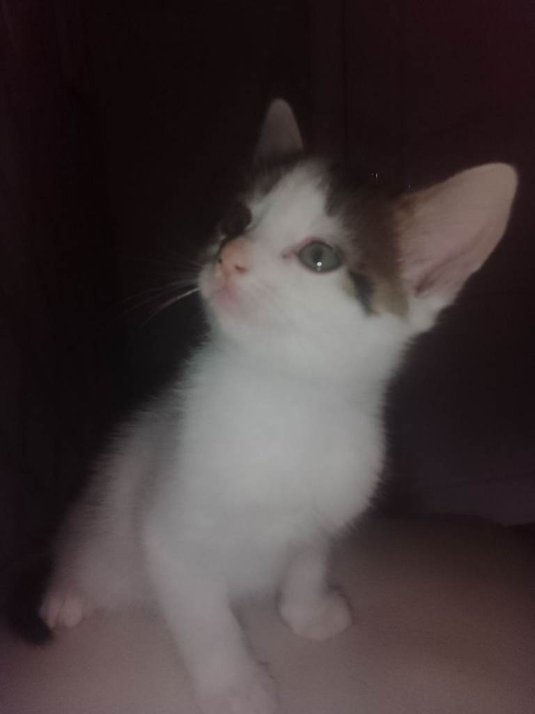 Kittens