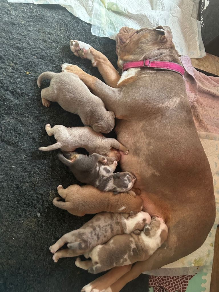 Old tyme bulldogs puppies 