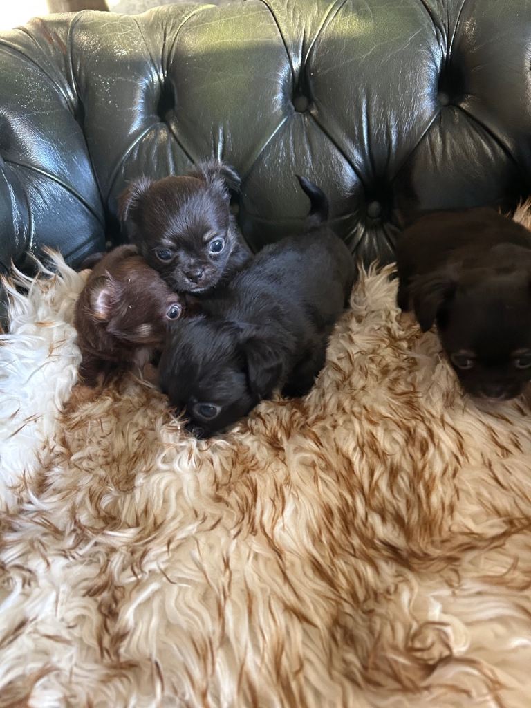 Tea cup chihuahua pups