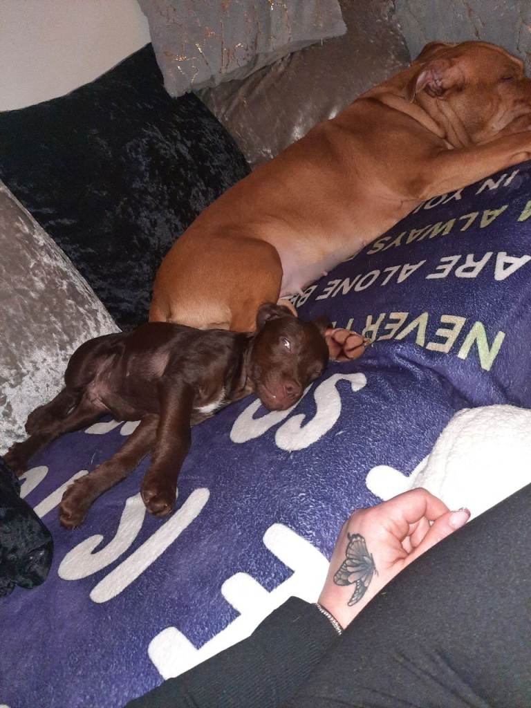 Cockadales (patterdale/ cockaspaniel)