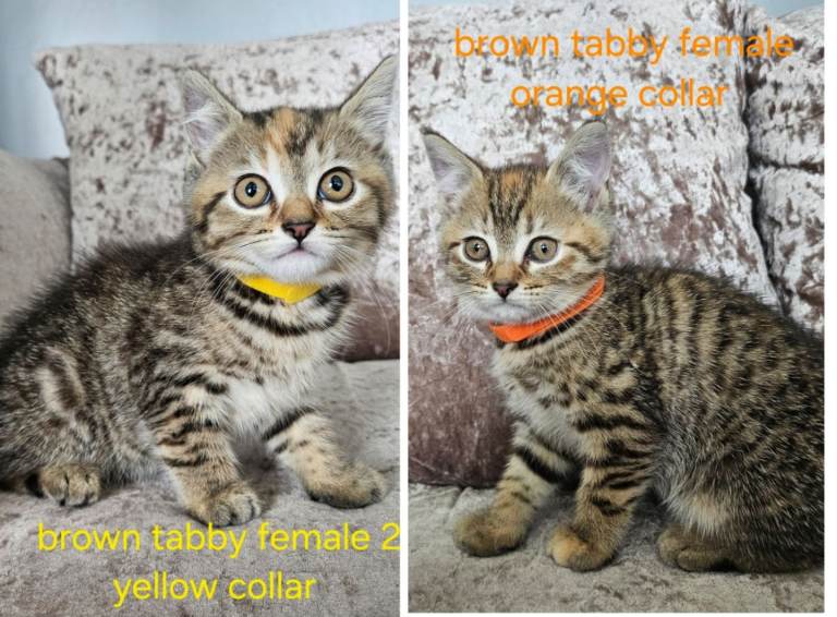 2 kittens British blue shorthair crossed 