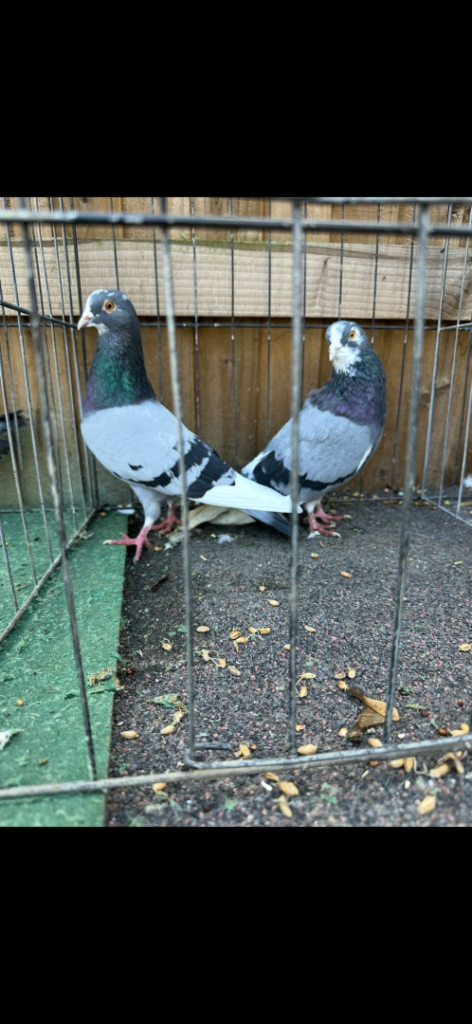 Pigeons 