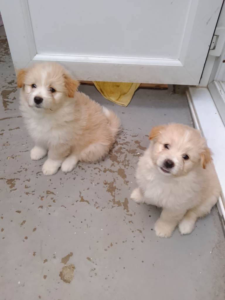 Bichon malteze × pomeranian 