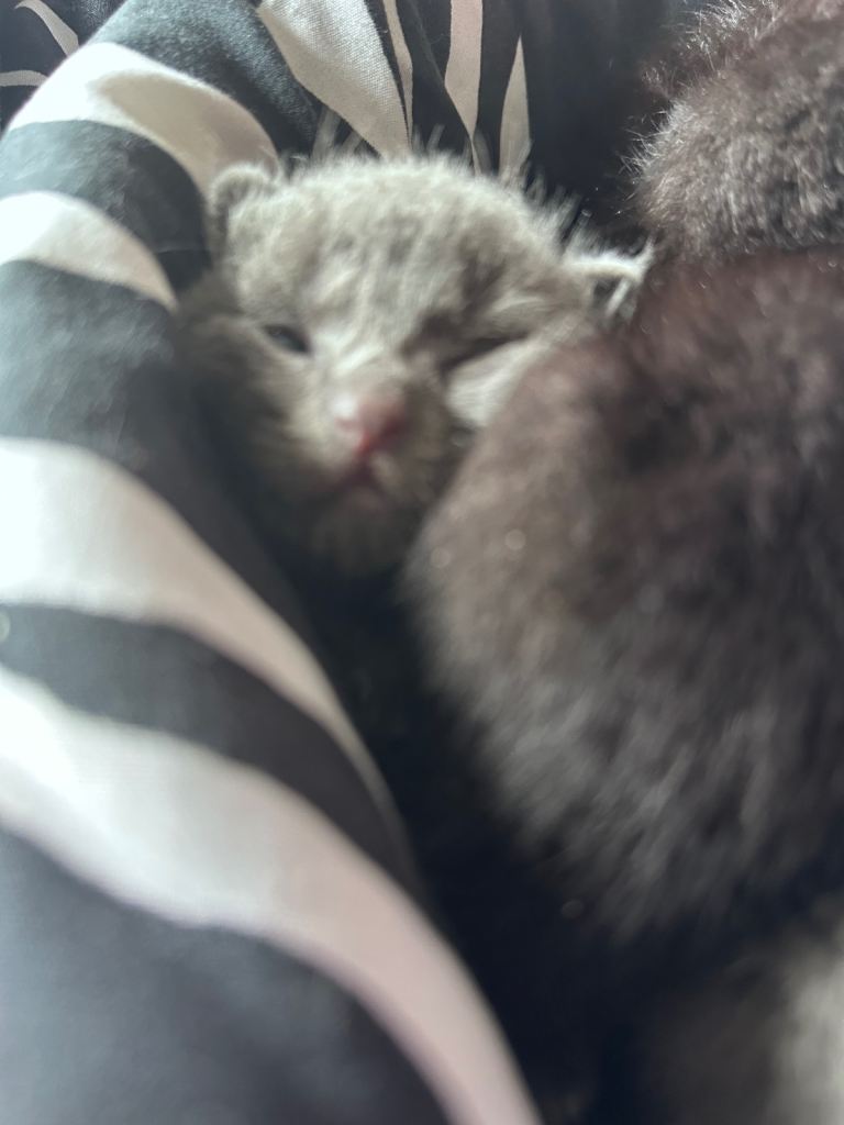 Beautiful 5 week old Kittens Grey are reserved 
