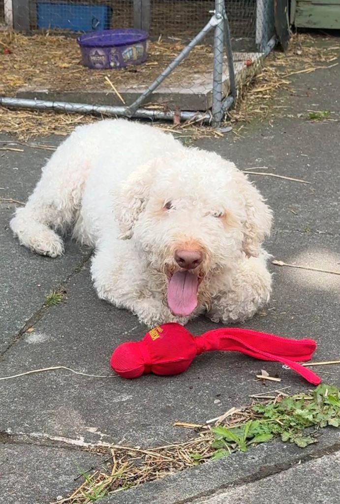 Lagotto Romagnolo dog