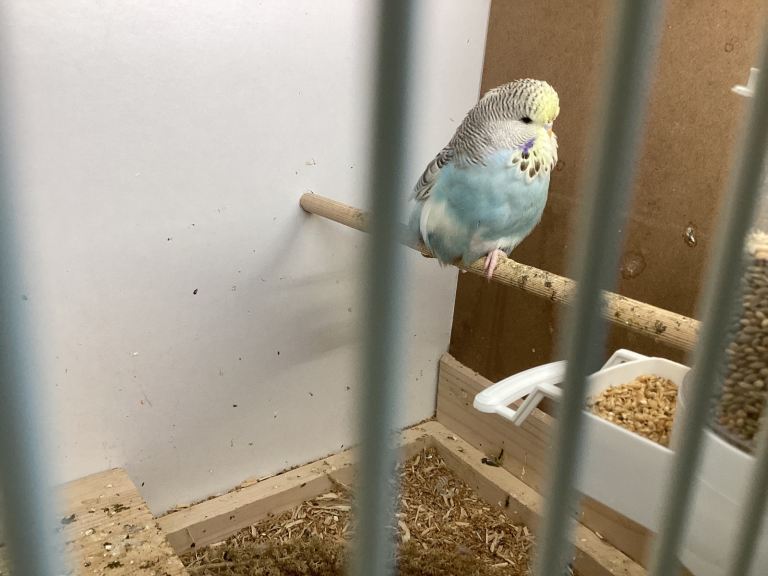 Baby budgie