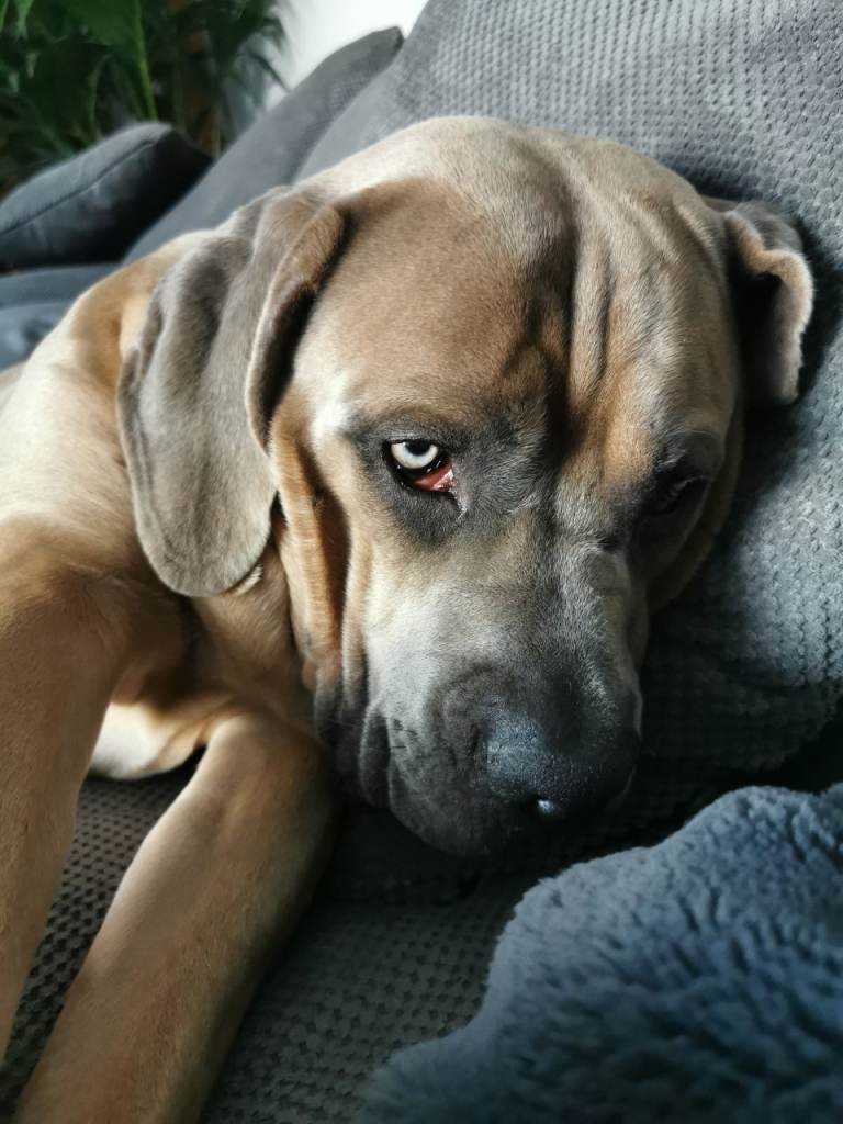 10 month old cane corso 