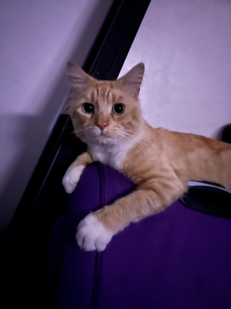 Beautiful 2 year old boy for sale. 