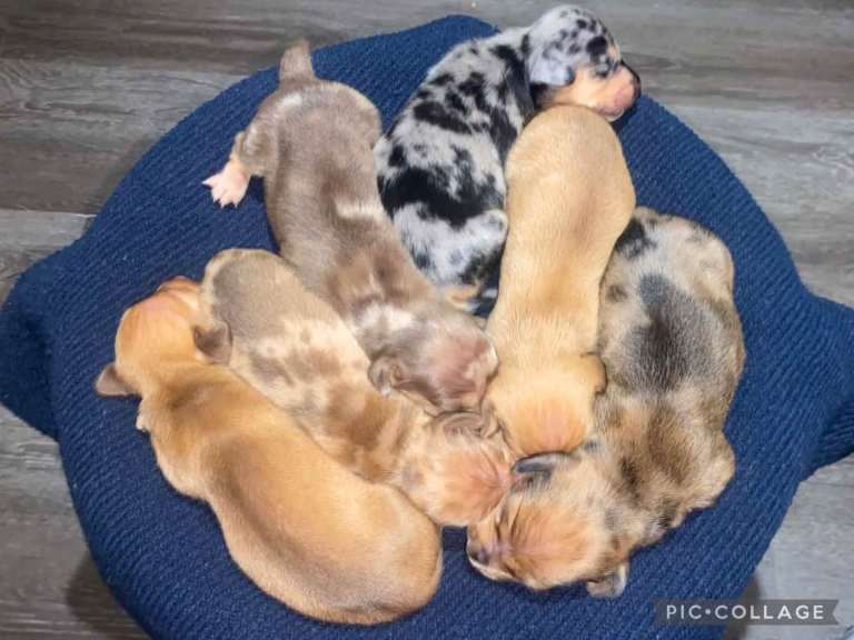 Litter Of 6 Beautiful Mini Daschunds 