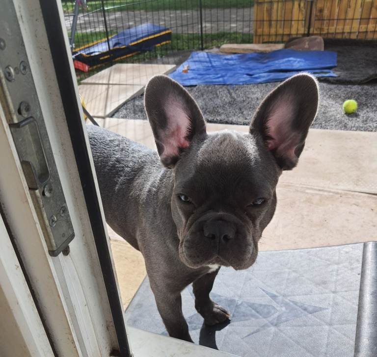 6 month old frenchie *REHOMING*