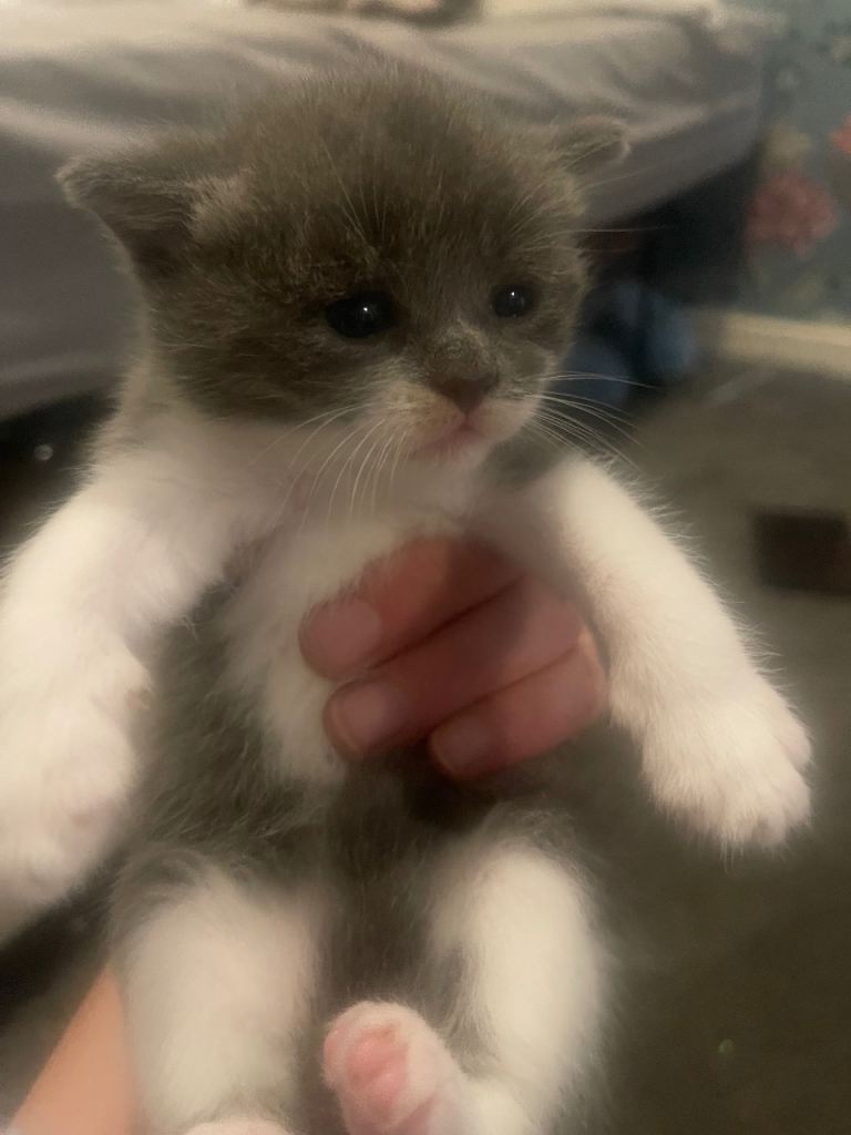 Adorable grey & black and white kittens