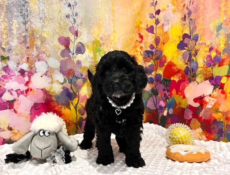 🏆CHAMPION LINES🌟 SHOW-TYPE Miniature F1 Cockapoos