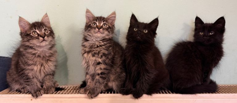 Beautiful Maine Coon Kittens ready for a New Home 