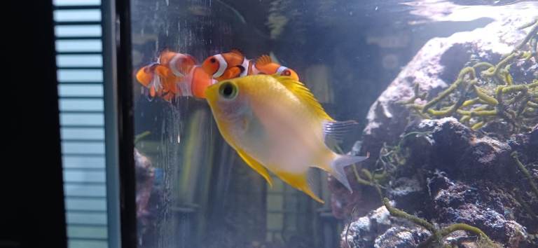 Marine Fish (2 Clownfish, 1 Damsel)