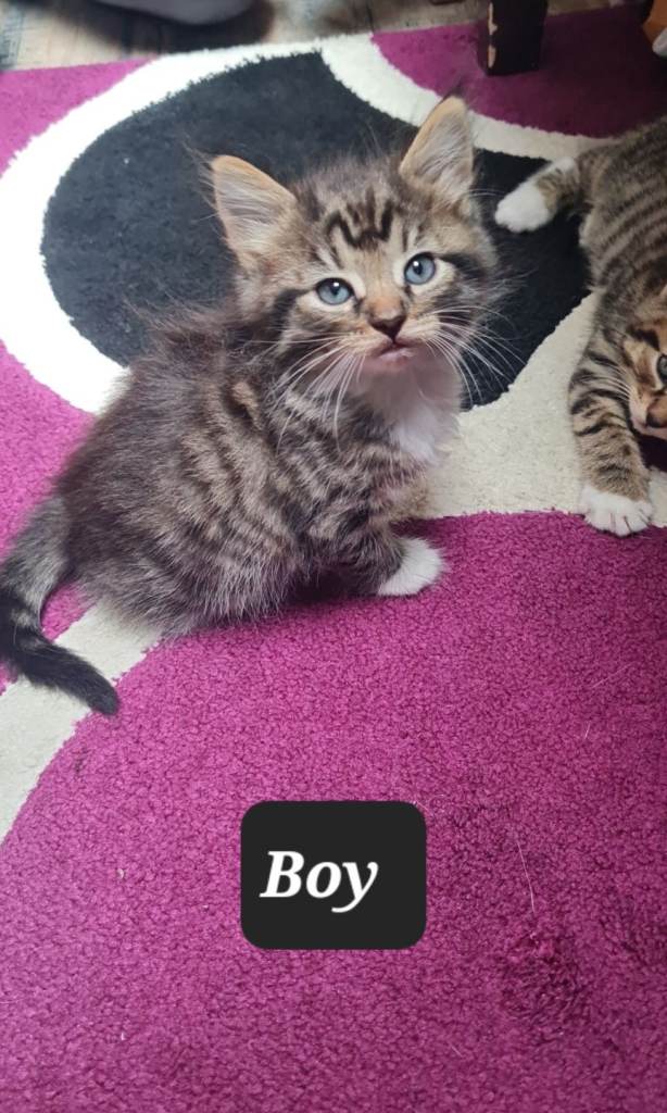 7 Adorable Kittens Looking for Their Forever Homes 🐾❤️
