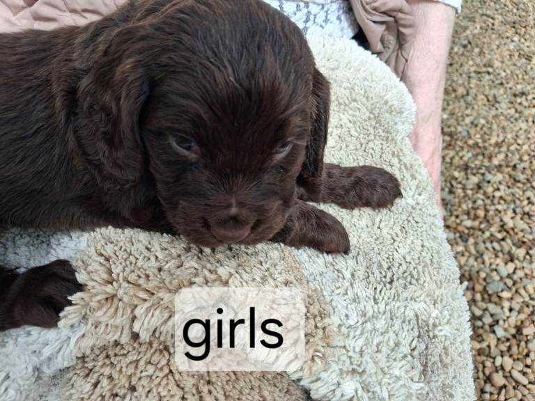 Cockerspaniel puppies for sale bradford.