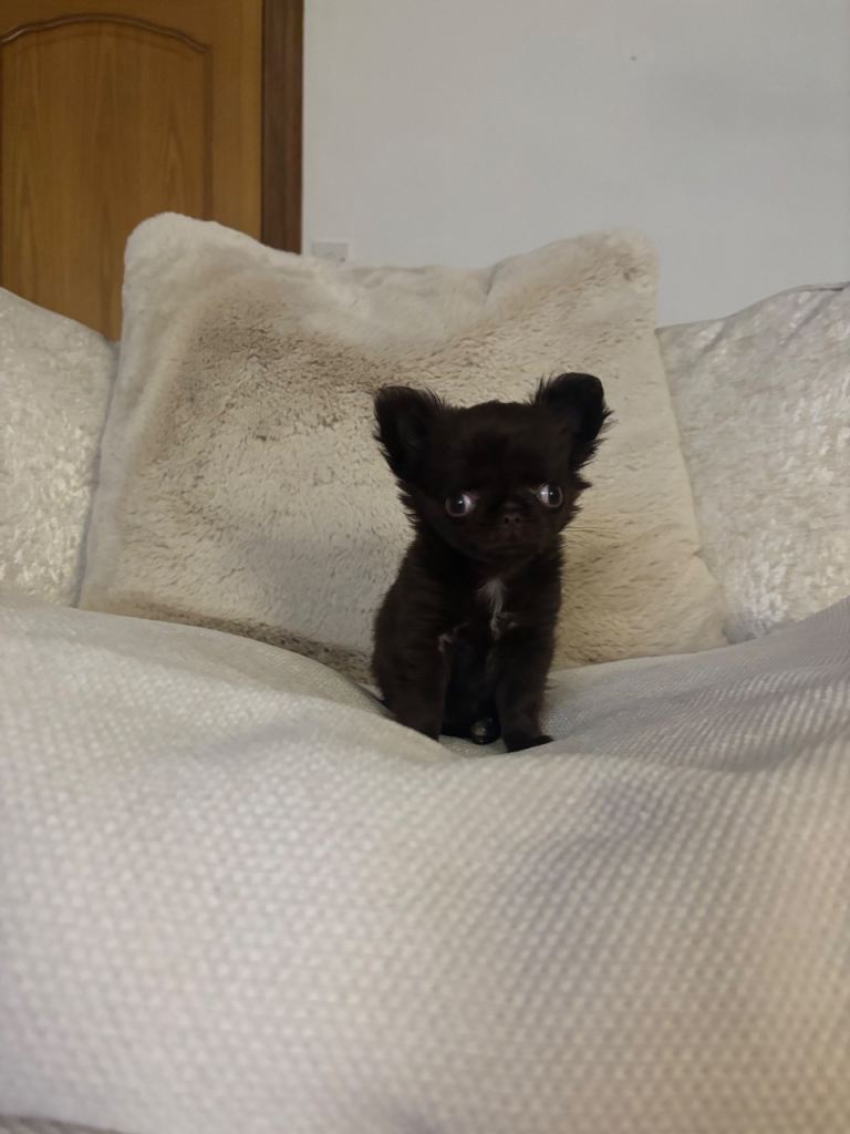 Tiny long haired girl available!