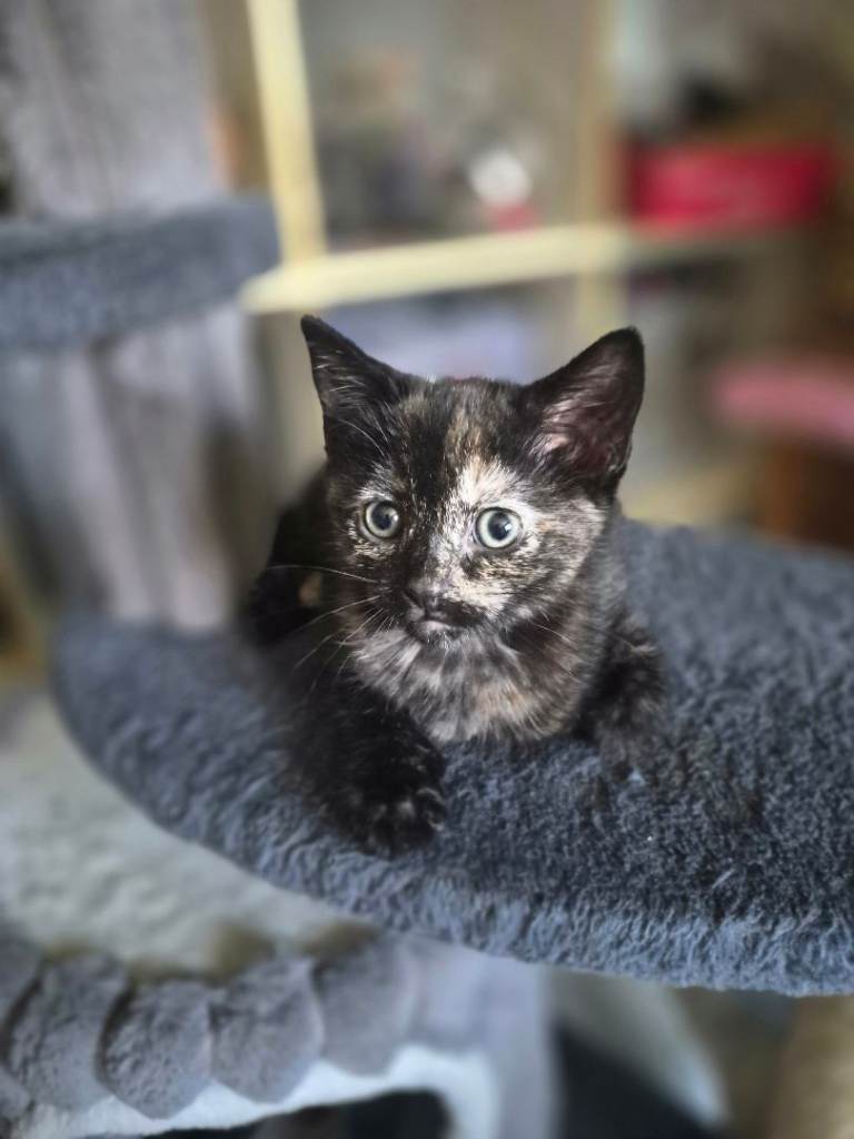 Kittens looking for new forever home 