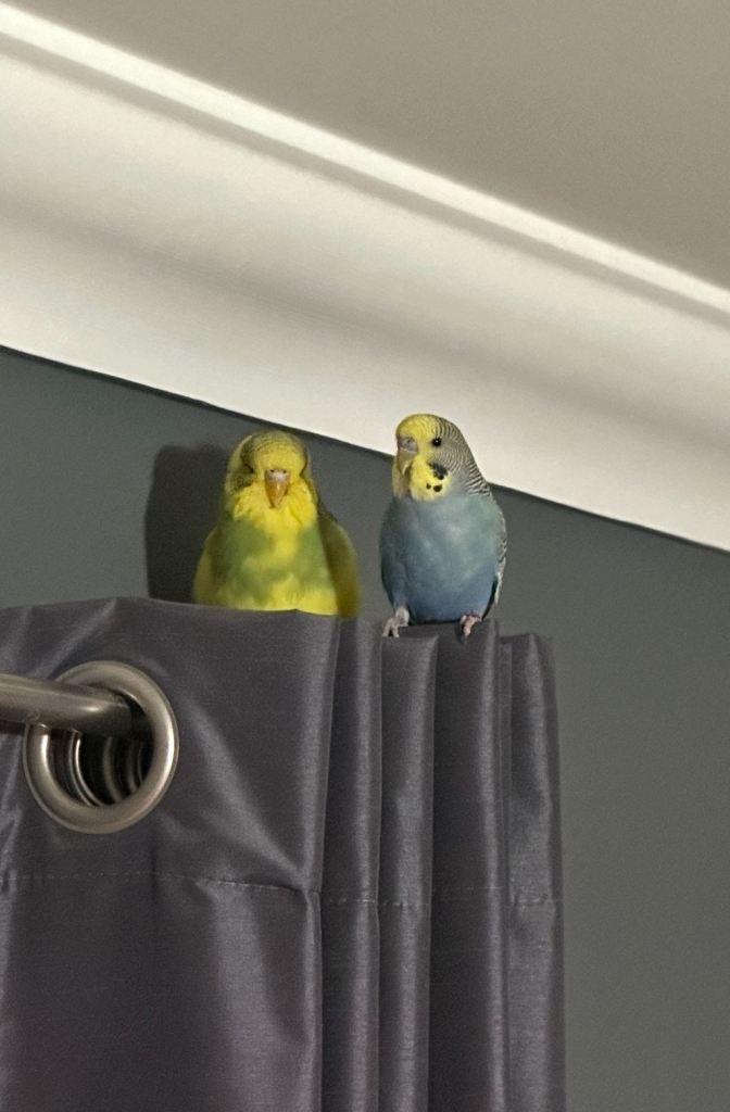 3 budgies for sale 