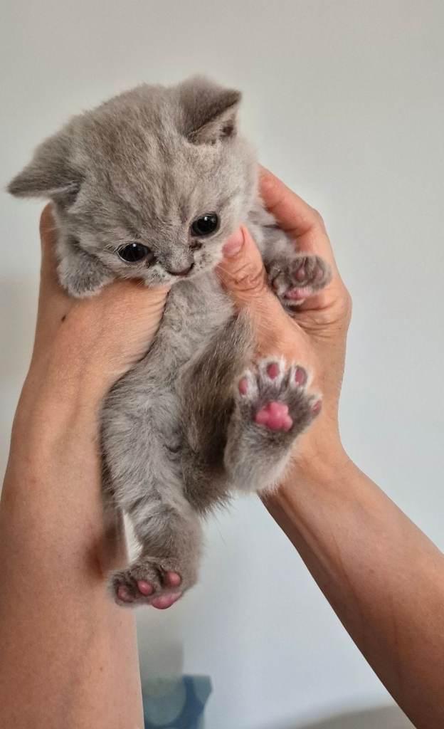 British Shorthair kittens