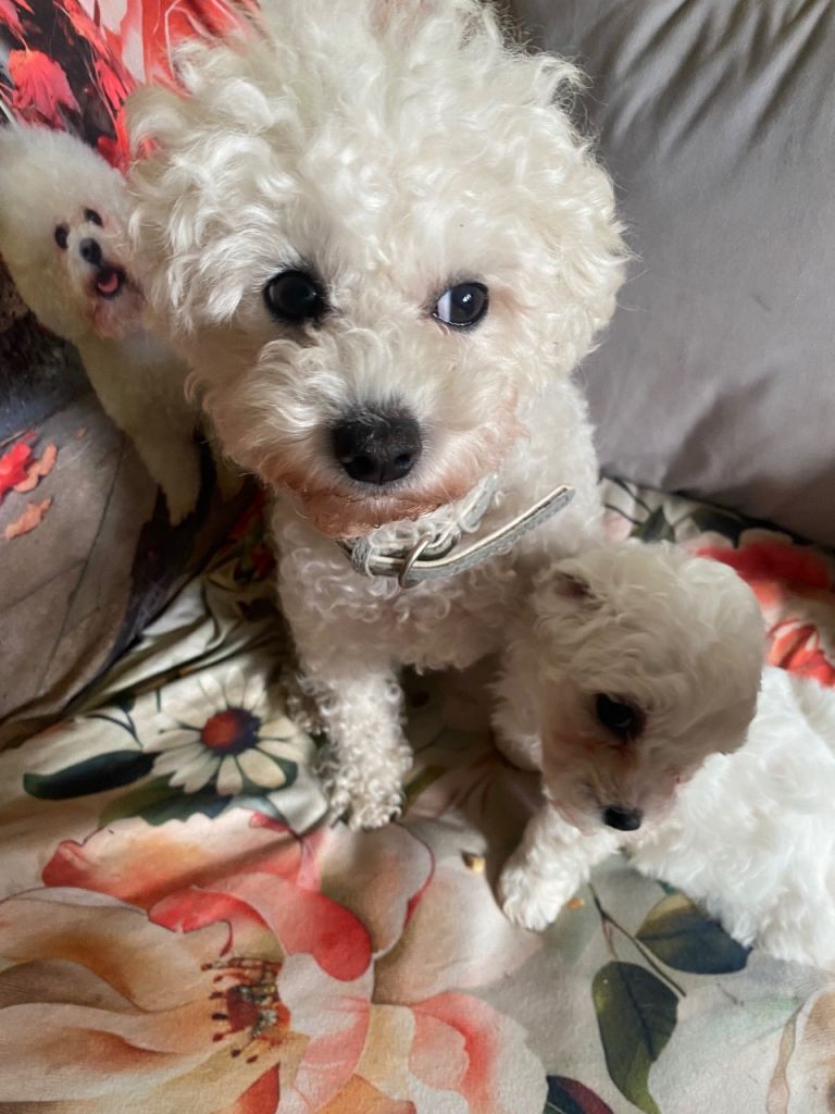 Bichon Frise Boy Puppy 