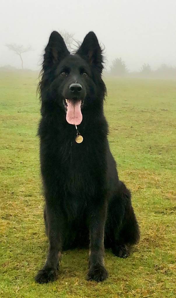 6 year old  German Shepherd for sale