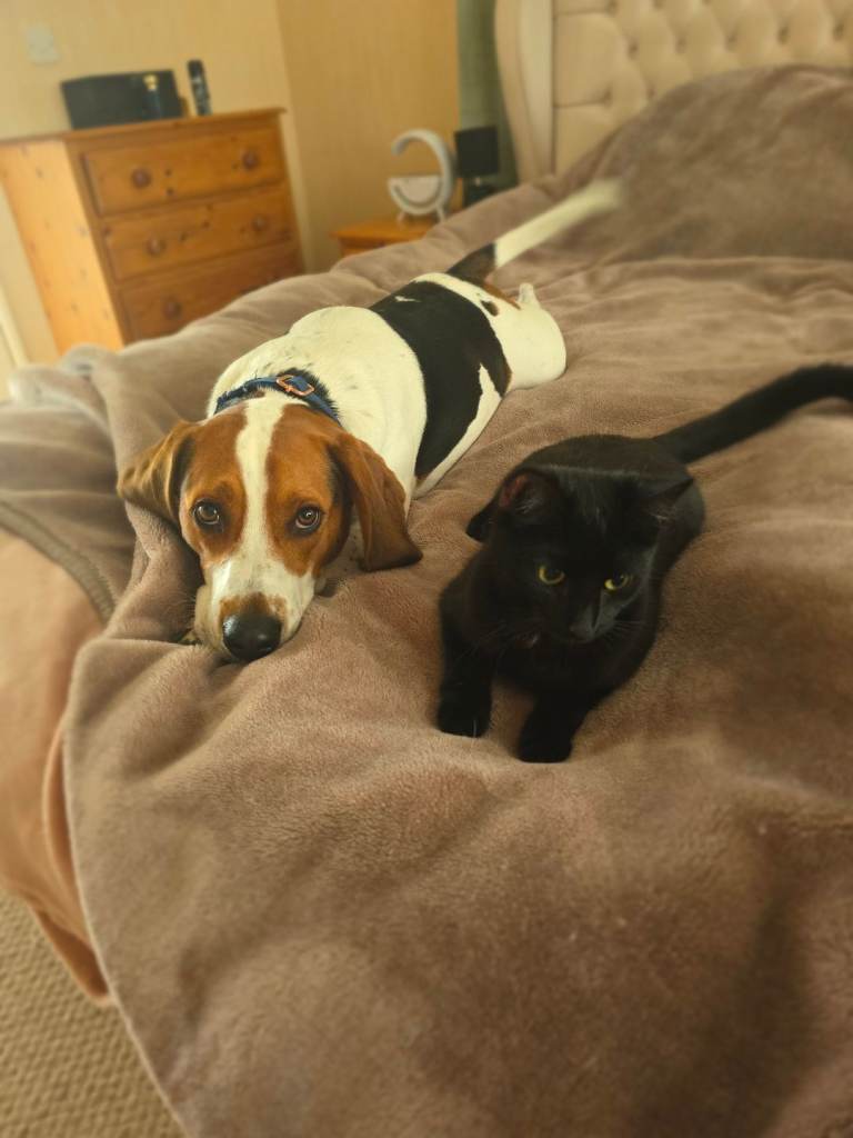 Very beautiful and cute family dog