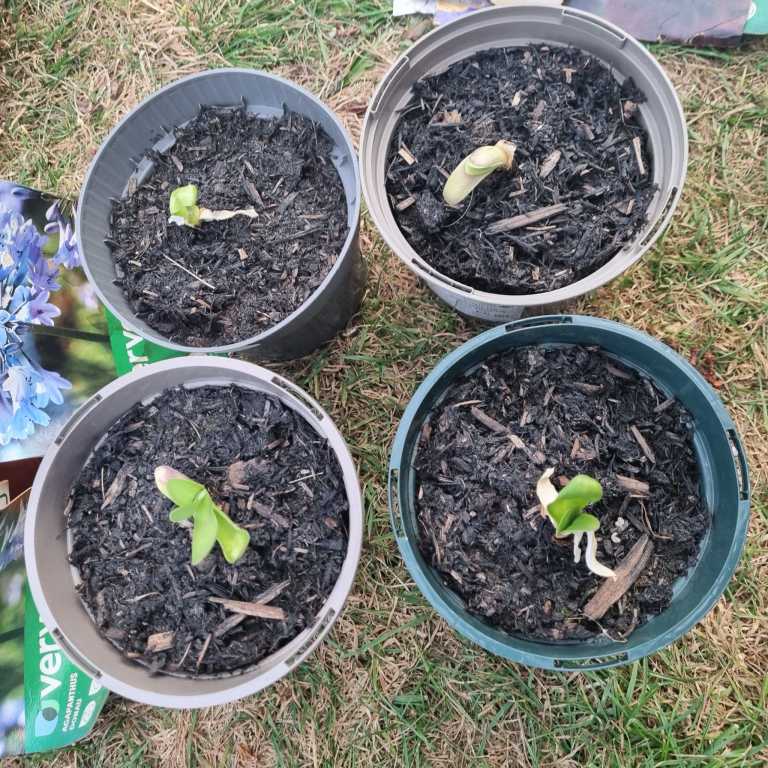 Agapanthus African Lily Outdoor Garden Plants - £2each