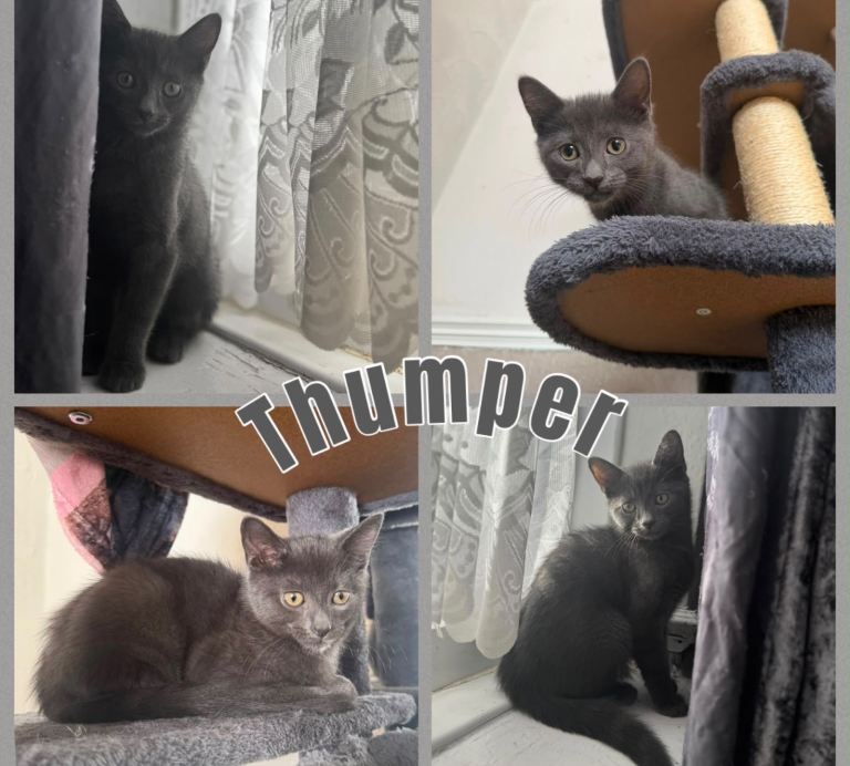 Beautiful Grey male kitten 