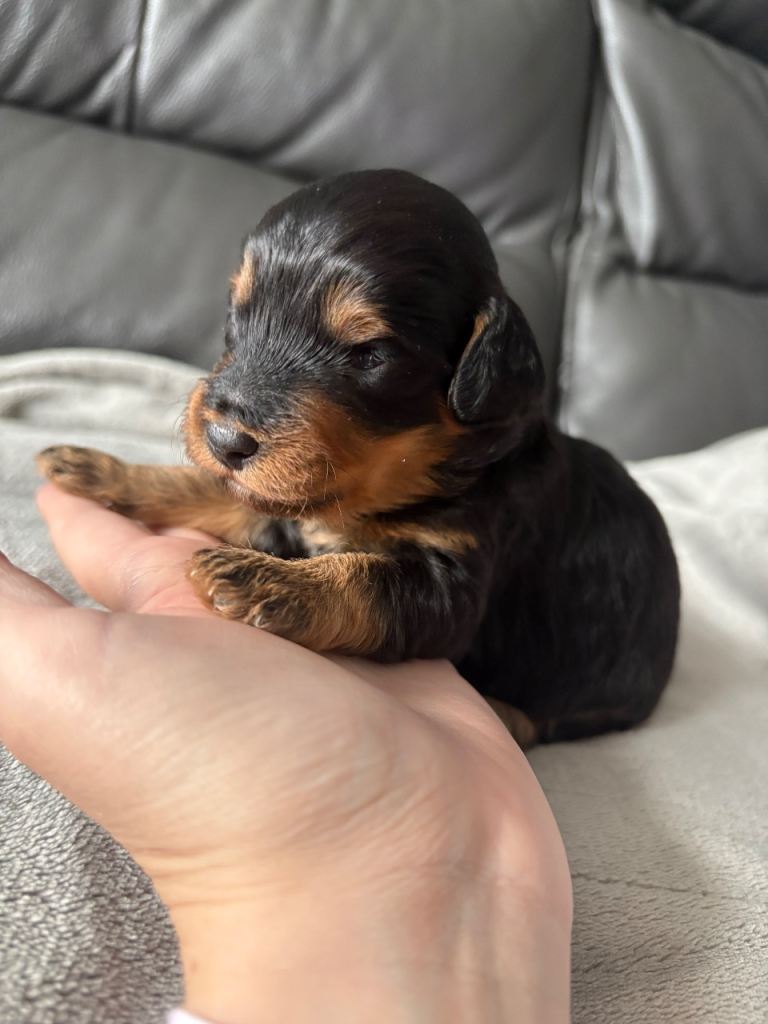 Last girl remaining! F1B Cavapoo puppy 