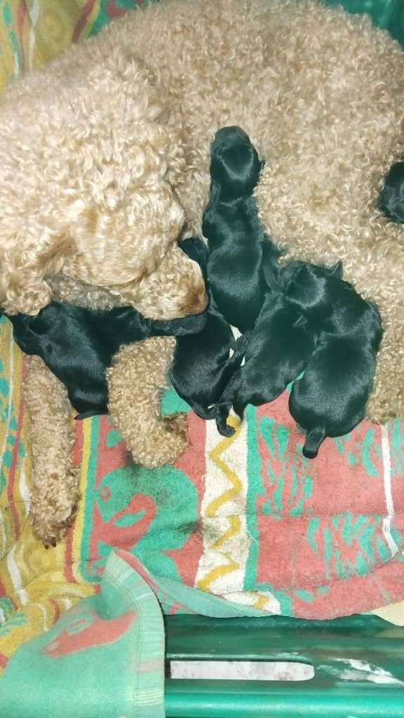 Miniature poodle cross frech bulldog puppies 
